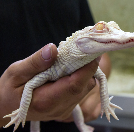 albino alligator for sale albino alligator for sale