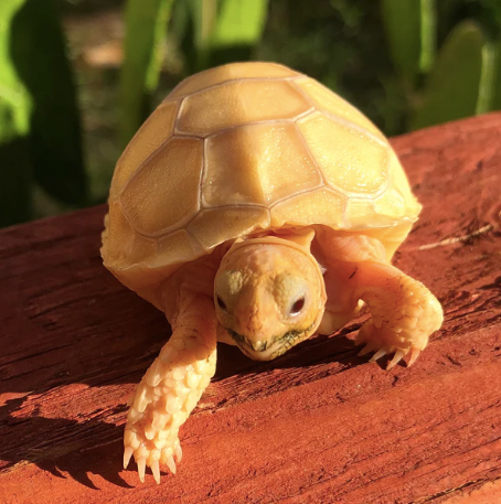 albino sulcata tortoise for sale albino sulcata tortoise for sale