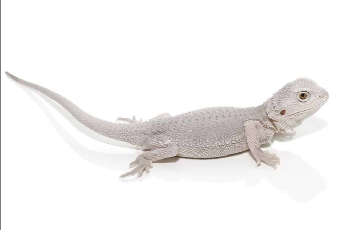 Home hypo zero bearded dragon