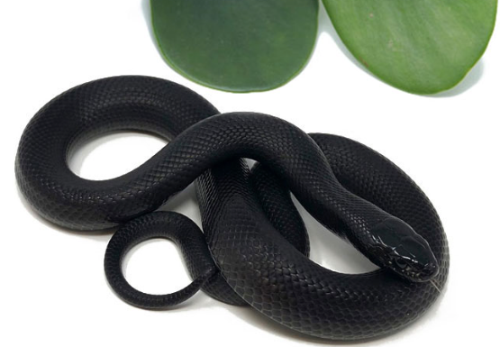 Home mexican black kingsnake for sale