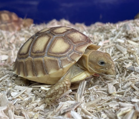 sulcata tortoise for sale sulcata tortoise for sale