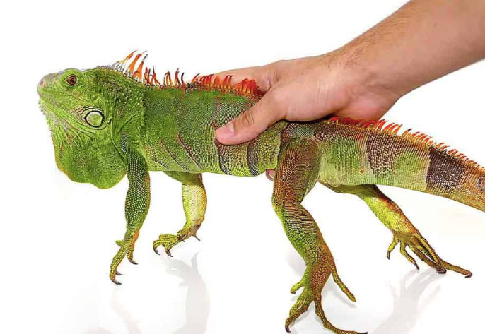 2 3 foot green iguana for sale 2 3 foot green iguana for sale