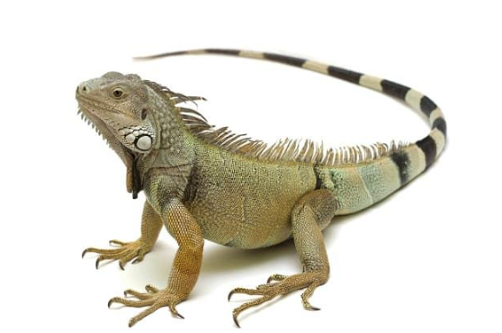 4 5 foot green iguana for sale 4 5 foot green iguana for sale