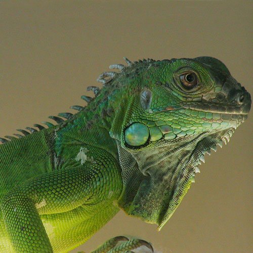5 6 foot green iguana for sale 5 6 foot green iguana for sale