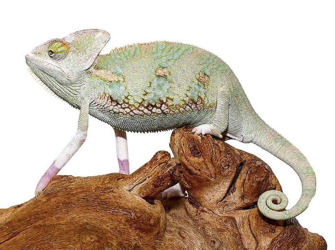 translucent veiled chameleon (6 8 inch) translucent veiled chameleon (6 8 inch)