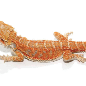 8 10 inch hypo inferno blue bar bearded dragon for sale