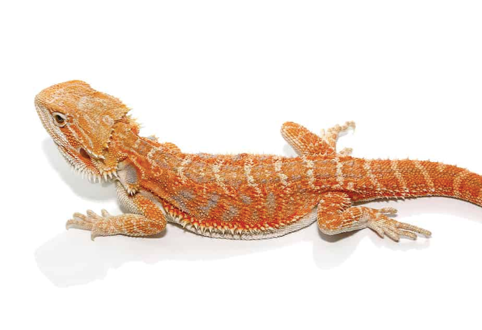 8 10 inch hypo inferno blue bar bearded dragon for sale 8 10 inch hypo inferno blue bar bearded dragon for sale