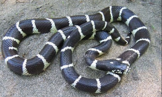 african garter snake for sale african garter snake for sale