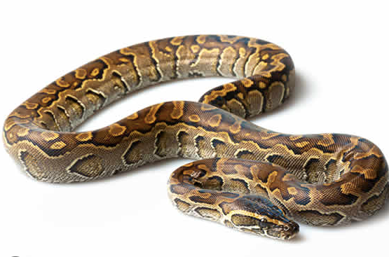 african rock python for sale african rock python for sale