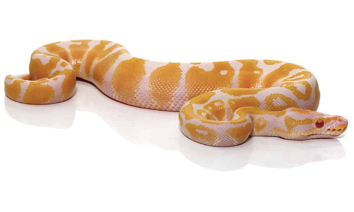 albino ball python for sale albino ball python for sale