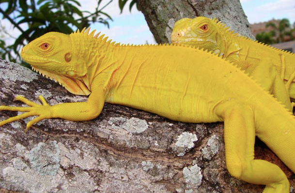 albino iguana for sale albino iguana for sale