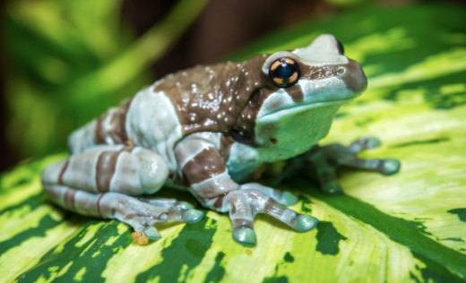 amazon milk frog for sale amazon milk frog for sale