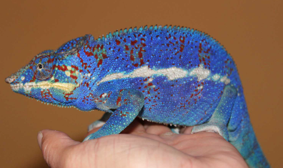 ambanja panther chameleon for sale ambanja panther chameleon for sale