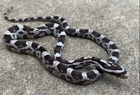anery cornsnake for sale anery cornsnake for sale