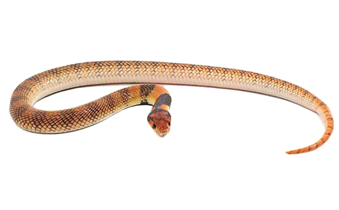 angolan coral cobra for sale angolan coral cobra for sale