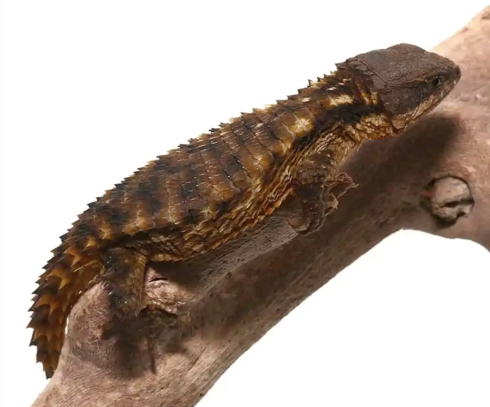 armadillo girdled lizard for sale armadillo girdled lizard for sale