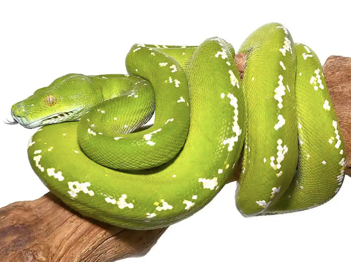 green tree python for sale green tree python for sale