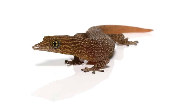 ashy gecko for sale ashy gecko for sale