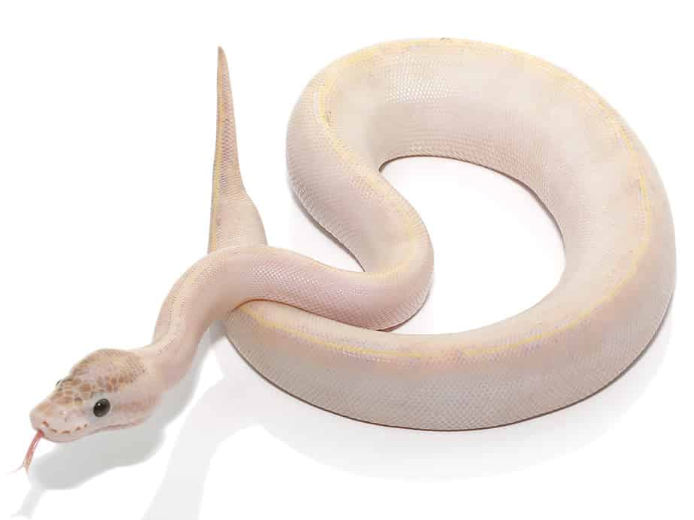 baby ivory ball python for sale baby ivory ball python for sale