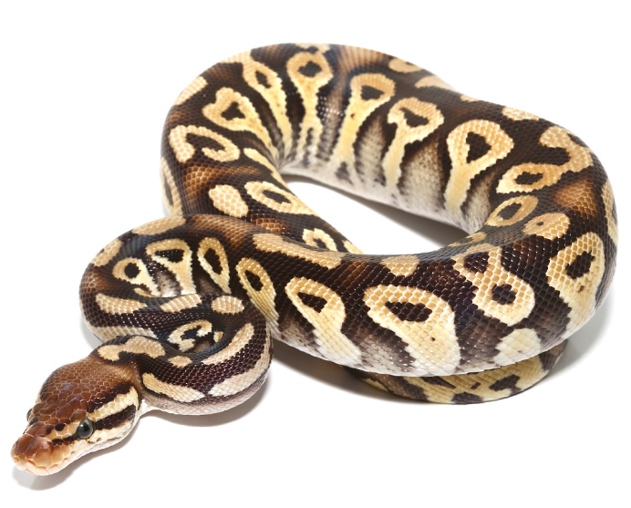 baby phantom ball python for sale baby phantom ball python for sale