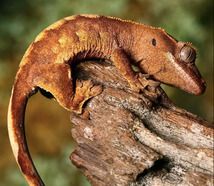 baby premium crested gecko for sale baby premium crested gecko for sale
