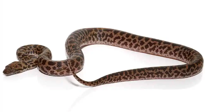 baby spotted python for sale baby spotted python for sale