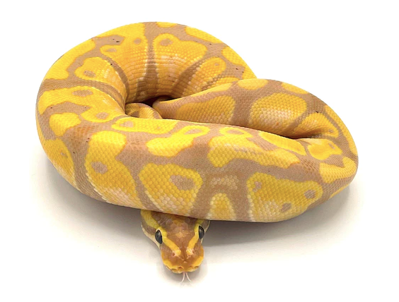banana ball python for sale banana ball python for sale