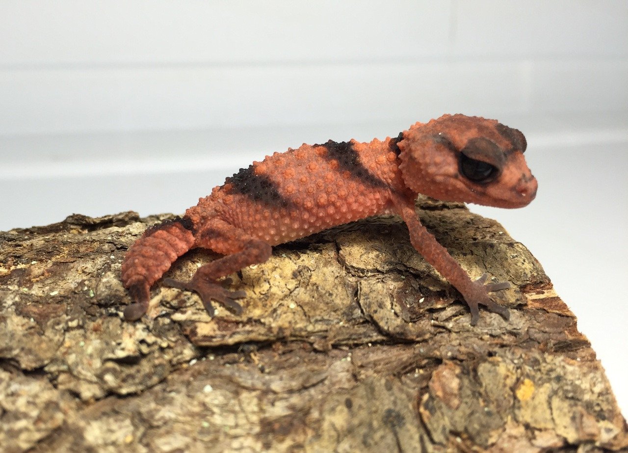 banded knob tailed gecko for sale banded knob tailed gecko for sale