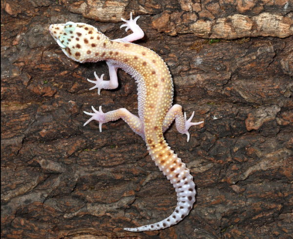 bells albino snake eyes leopard gecko for sale bells albino snake eyes leopard gecko for sale