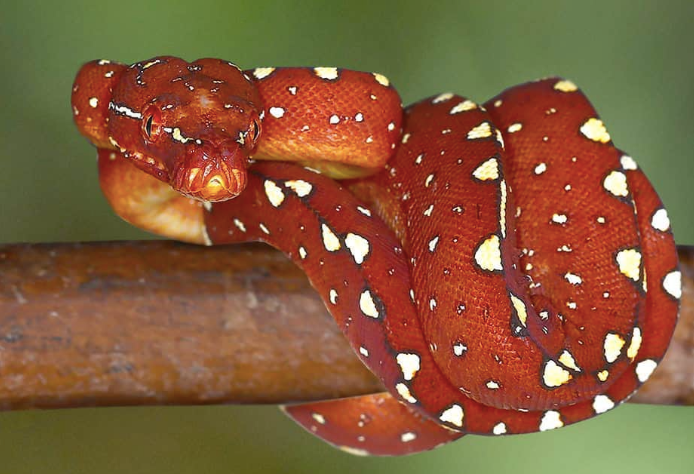 biak green tree python for sale biak green tree python for sale