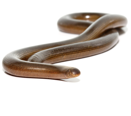 blind worm snake for sale blind worm snake for sale