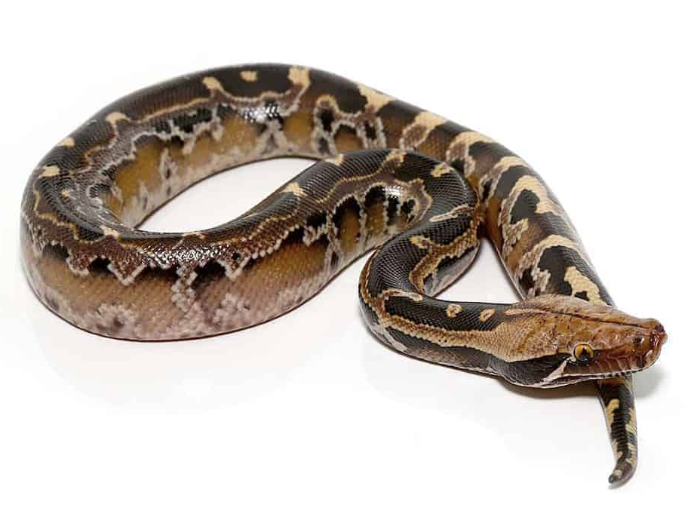 borneo blood python for sale borneo blood python for sale