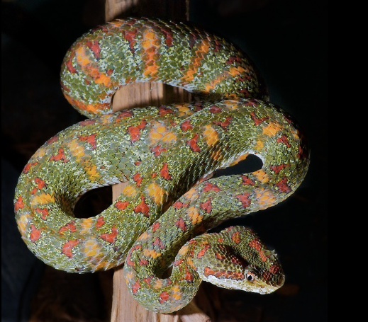 christmas tree eyelash viper for sale christmas tree eyelash viper for sale