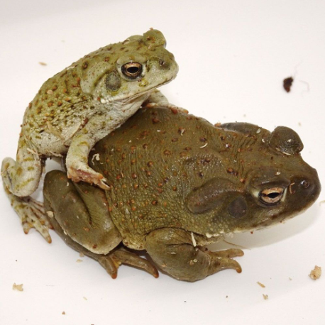 colorado river toad colorado river toad