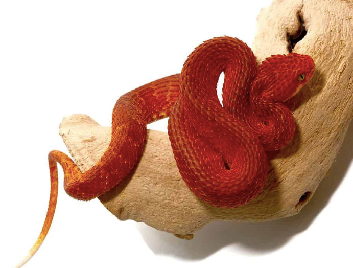 crimson red squamigera bush viper for sale crimson red squamigera bush viper for sale
