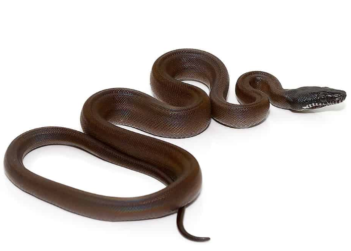 d’alberts python for sale d’alberts python for sale