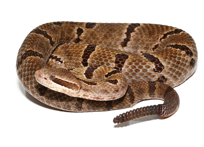 durango mountain rattlesnake for sale durango mountain rattlesnake for sale