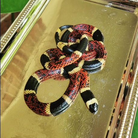 eastern coral snake for sale eastern coral snake for sale
