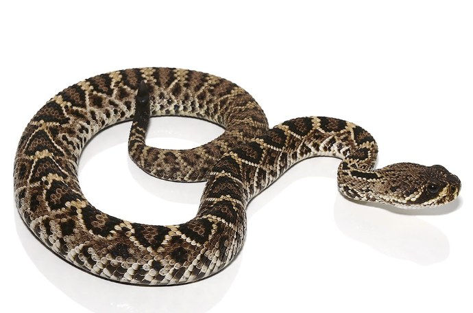 eastern diamondback rattlesnake for sale eastern diamondback rattlesnake for sale