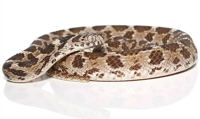 egyptian egg eating snake for sale egyptian egg eating snake for sale