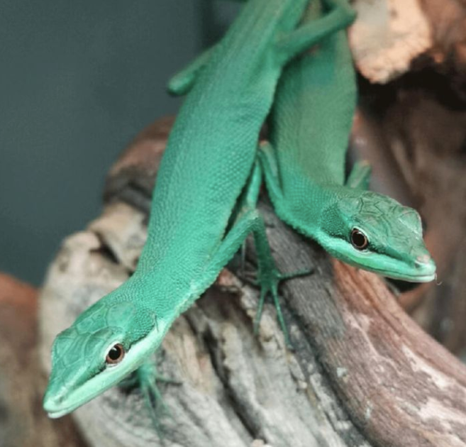 emerald grass lizard for sale emerald grass lizard for sale
