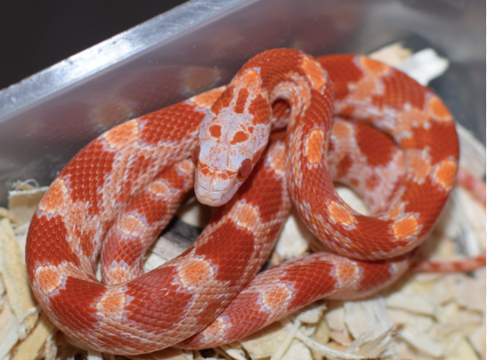 fire corn snake for sale fire corn snake for sale