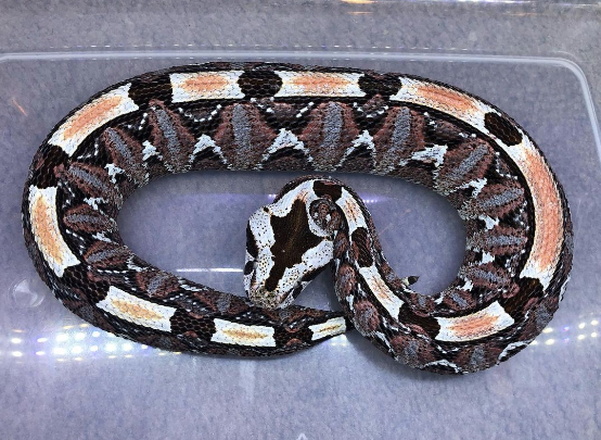 gabino viper for sale gabino viper for sale