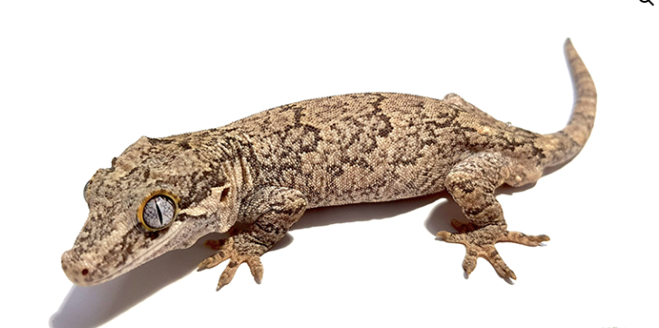 reticulated gargoyle gecko for sale reticulated gargoyle gecko for sale
