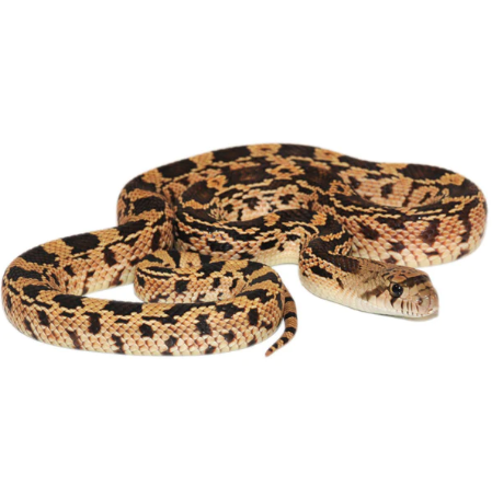gopher snake for sale gopher snake for sale