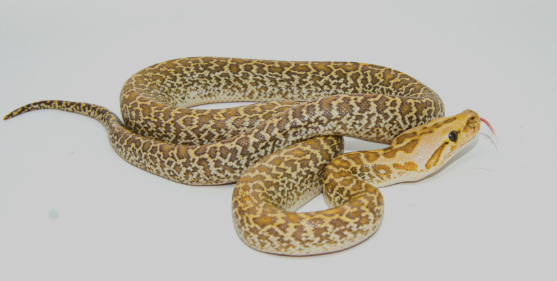 granite burmese python for sale granite burmese python for sale