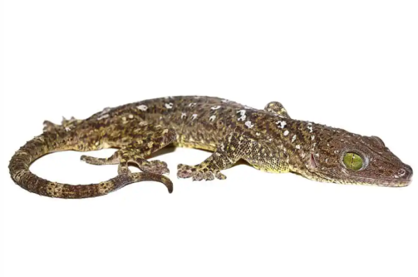 green eye gecko for sale green eye gecko for sale