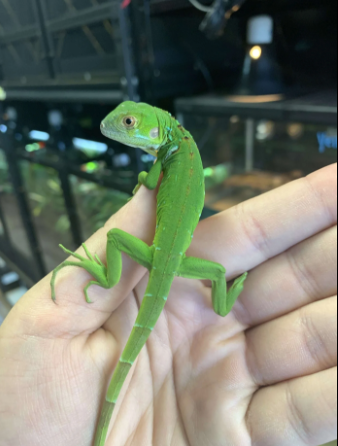 green iguana for sale green iguana for sale
