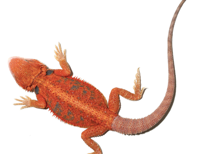 inferno blue bar bearded dragon for sale 11 14 inch inferno blue bar bearded dragon for sale 11 14 inch