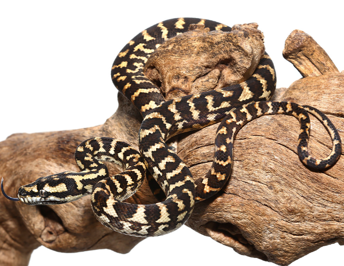 jungle carpet python for sale jungle carpet python for sale
